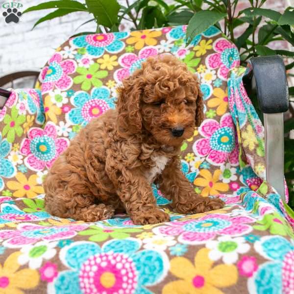 Ryan, Mini Goldendoodle Puppy